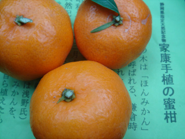 mikan1