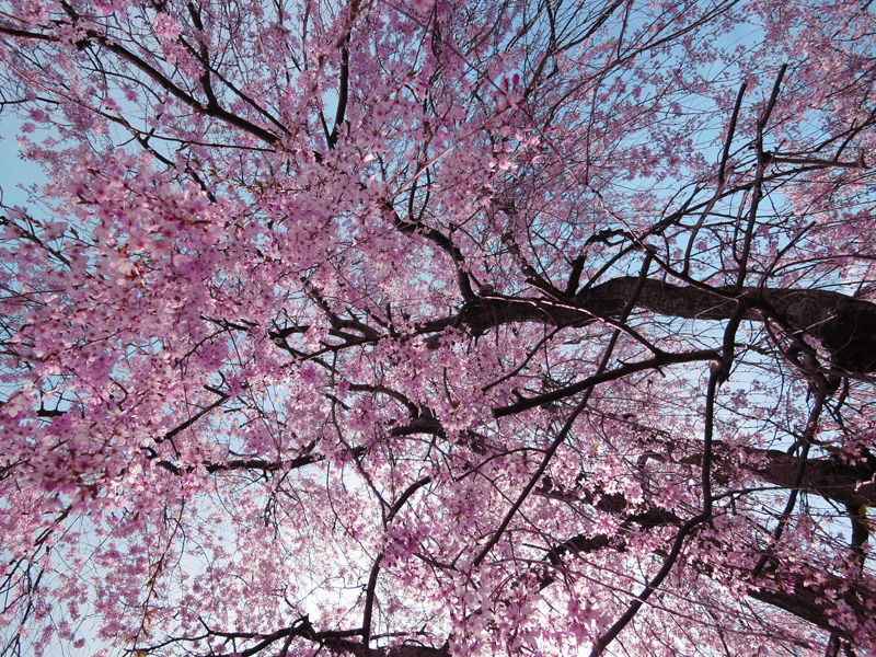 sakura