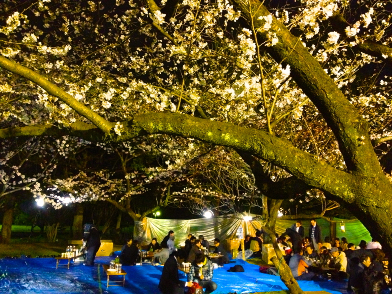 hanami12